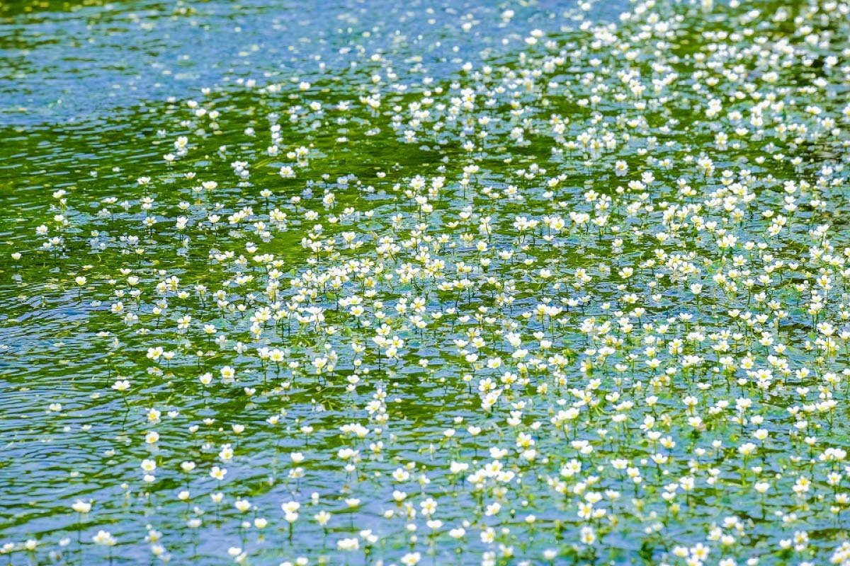 🏞️ 이사메노시미즈 (깨어나는 샘) 이미지 6